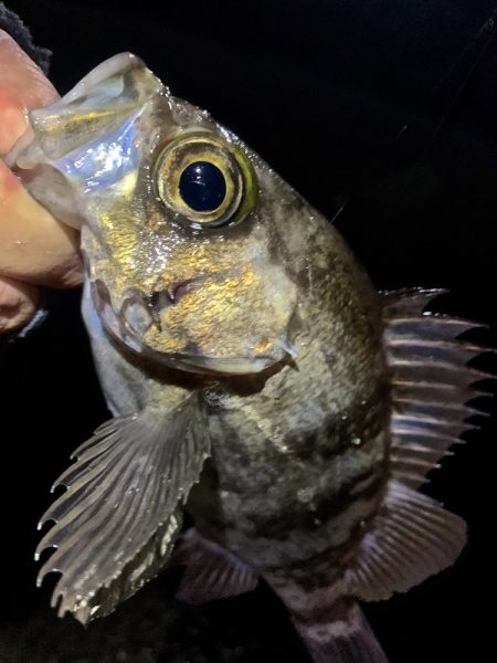 やっと春を告げてくれた